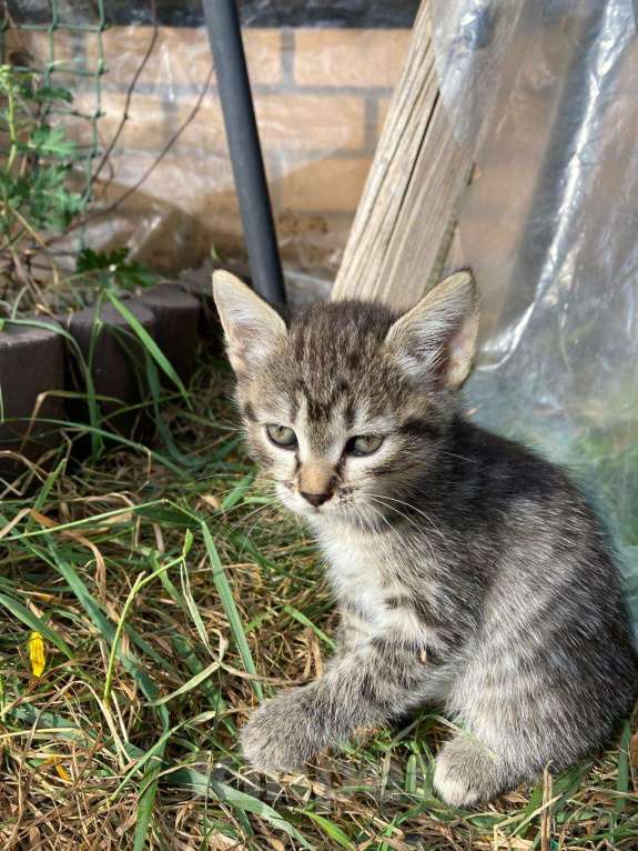 Кошки в других городах Московской области: Максик, котёнок мальчик 1,5 месяца в добрые руки, проведена обработка от глистов. Мальчик, Бесплатно - фото 1