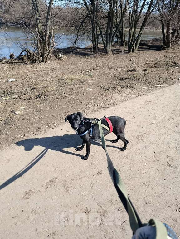 Собаки в Москве: Небольшая собачка в добрые руки Девочка, Бесплатно - фото 5
