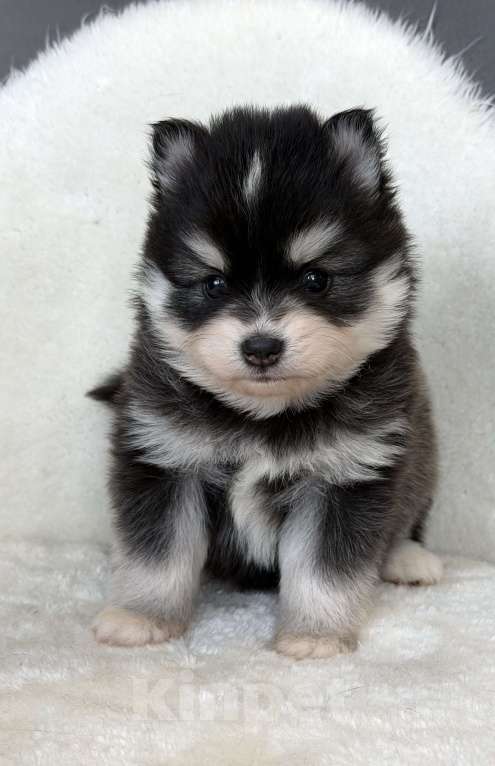 Собаки в Санкт-Петербурге: Девочка помски Девочка, 70 000 руб. - фото 4