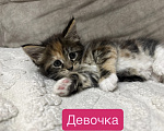 Кошки в Саратове: Котята мейн-кун Разнополые, 11 000 руб. - фото 3