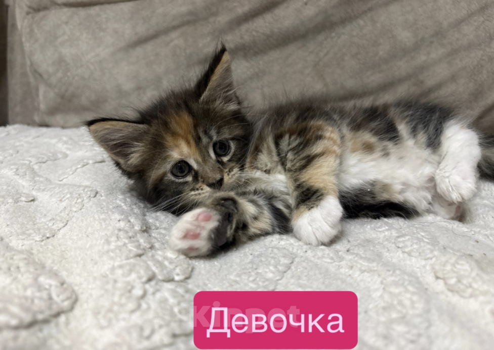 Кошки в Саратове: Котята мейн-кун Разнополые, 11 000 руб. - фото 3