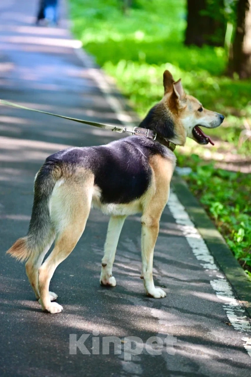 Собаки в Красногорске: Подросток Грей мечтает стать домашним любимцем  Мальчик, Бесплатно - фото 6