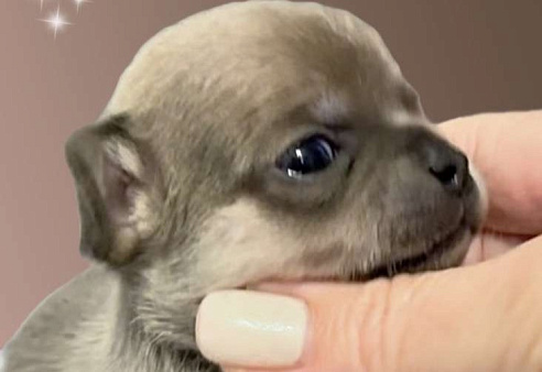 Девочка чихуахуа 