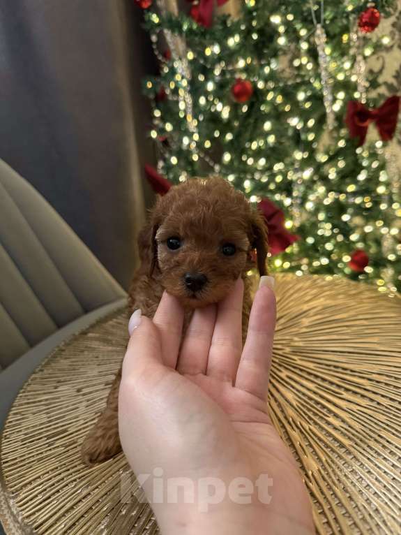 Собаки в Краснодаре: Той-пудель щенок  Девочка, 65 000 руб. - фото 3