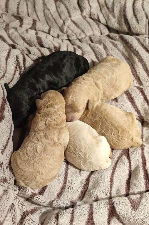 Собаки в Новомосковске: Щенки той /миниатюрный пудель Мальчик, 45 000 руб. - фото 1