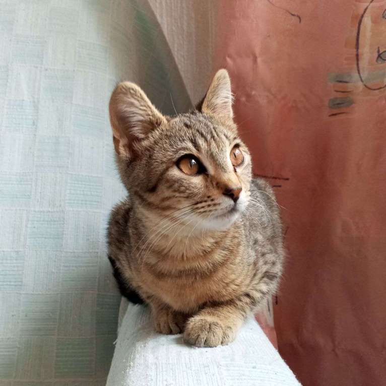 Кошки в Санкт-Петербурге: Котëнок Леоша в добрые руки Мальчик, Бесплатно - фото 3