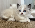 Кошки в Люберцах: Продажа котят породы Регдолл Девочка, 60 000 руб. - фото 1