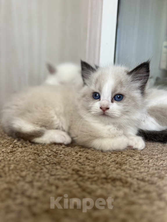 Кошки в Люберцах: Продажа котят породы Регдолл Девочка, 60 000 руб. - фото 1