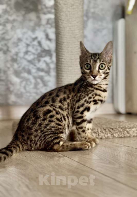 Кошки в Екатеринбурге: Внучка, Азиатского леопардового кота!!! Девочка, 70 000 руб. - фото 1