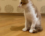 Кошки в Москве: Котёнок в добрые руки Мальчик, Бесплатно - фото 5