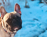 Собаки в Саранске: Вязка французский бульдог, 1 руб. - фото 4
