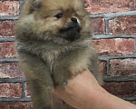 Собаки в Твери: Шпиц мальчик Оранж  Мальчик, 35 000 руб. - фото 2