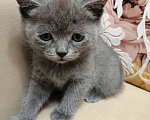 Кошки в Красноярске: Отдам котенка в добрые руки Мальчик, 1 руб. - фото 6