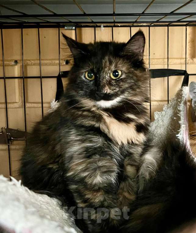 Кошки в Москве: Чудесная мохнатая кошечка Маковка в добрые руки Девочка, Бесплатно - фото 3