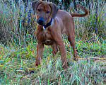 Собаки в Одинцово: Родезийский риджбек мальчик. Стандарт. Мальчик, Бесплатно - фото 4