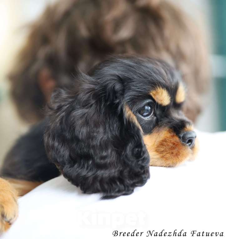 Собаки в Рязани: Щенки Кавалер Кинг Чарльз спаниеля Мальчик, Бесплатно - фото 6