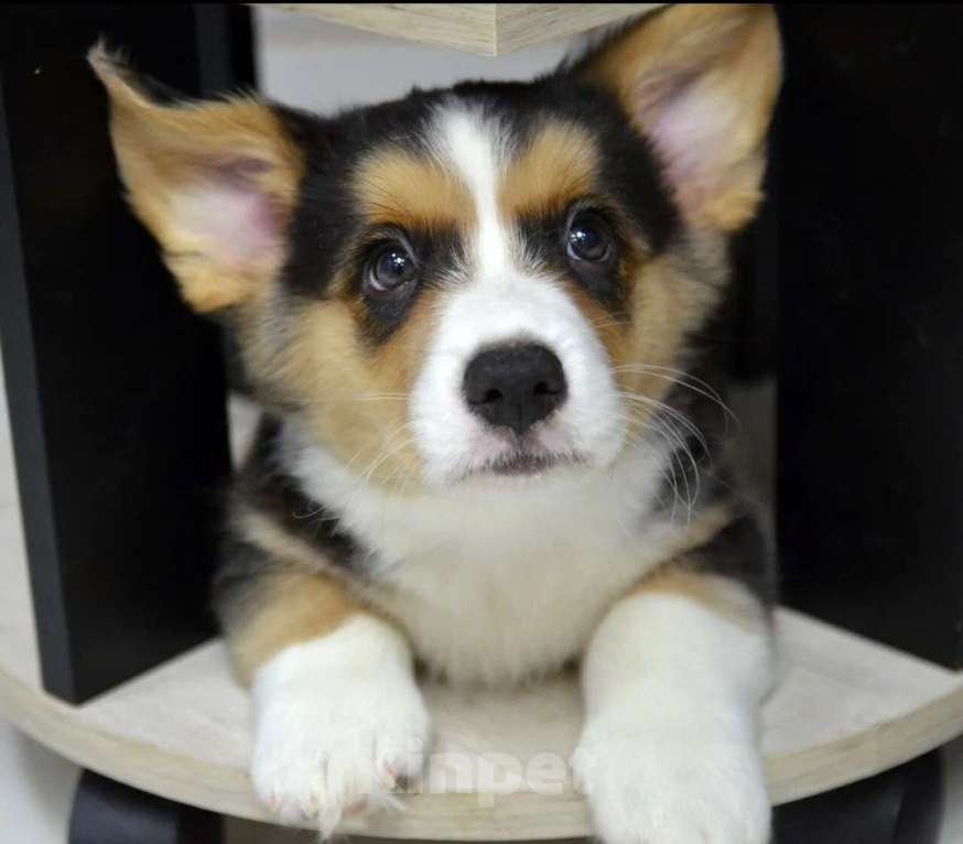Собаки в Москве: Марлон Вельш-корги-кардиган  Мальчик, 50 000 руб. - фото 3