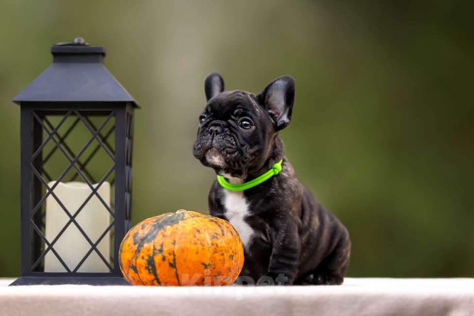 Собаки в Москве: Щенки Французского бульдога Мальчик, Бесплатно - фото 5