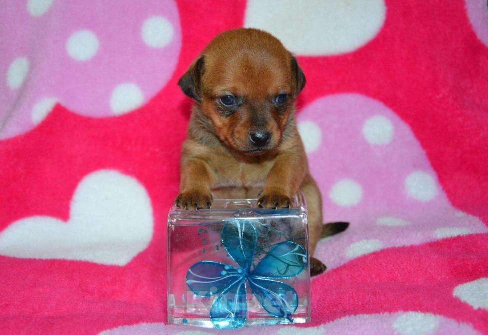 Собаки в Москве: Щенки ксолоитцкуинтли мини  Девочка, 15 000 руб. - фото 2