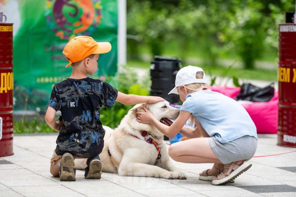 Собаки в Балашихе: Самый лучший компаньон. Белка.  Девочка, Бесплатно - фото 5