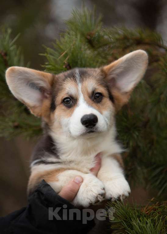 Собаки в Санкт-Петербурге: Мальчишка триколорного окраса Мальчик, 90 000 руб. - фото 4