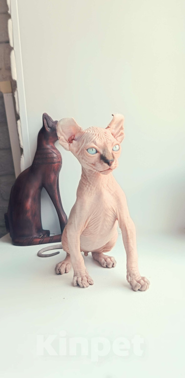 Кошки в Нефтекамске: Котенок Эльф Мальчик, 50 000 руб. - фото 4