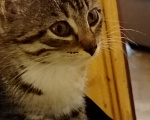 Кошки в Самаре: Шотландская девочка котенок Девочка, 1 500 руб. - фото 5