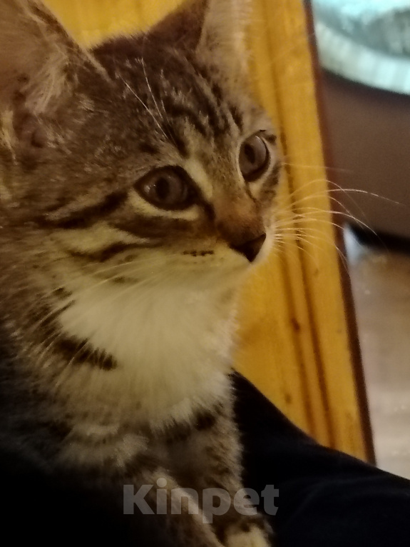 Кошки в Самаре: Шотландская девочка котенок Девочка, 1 500 руб. - фото 5