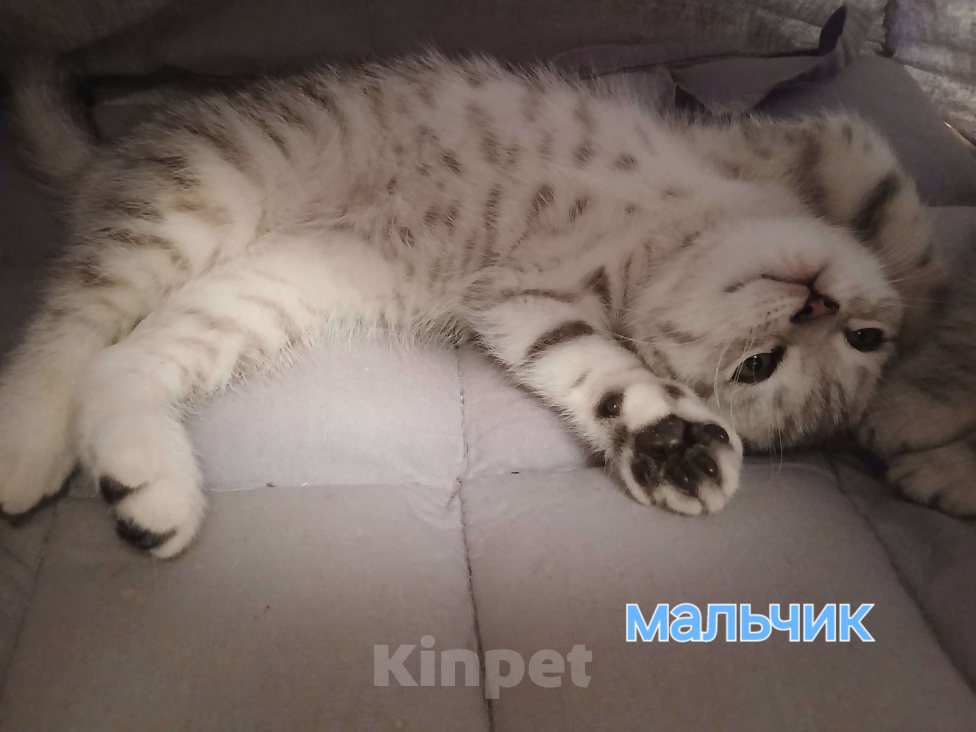 Кошки в Москве: Шотландский котенок Мальчик, 10 000 руб. - фото 1