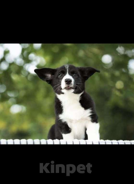 Собаки в других городах Ленинградской области: Ласковая корги ищет новую семью  Девочка, 35 000 руб. - фото 2