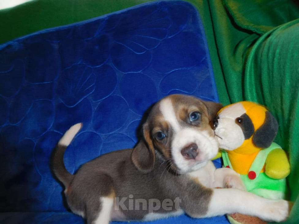 Собаки в Москве: Биглики Девочка, 40 000 руб. - фото 8