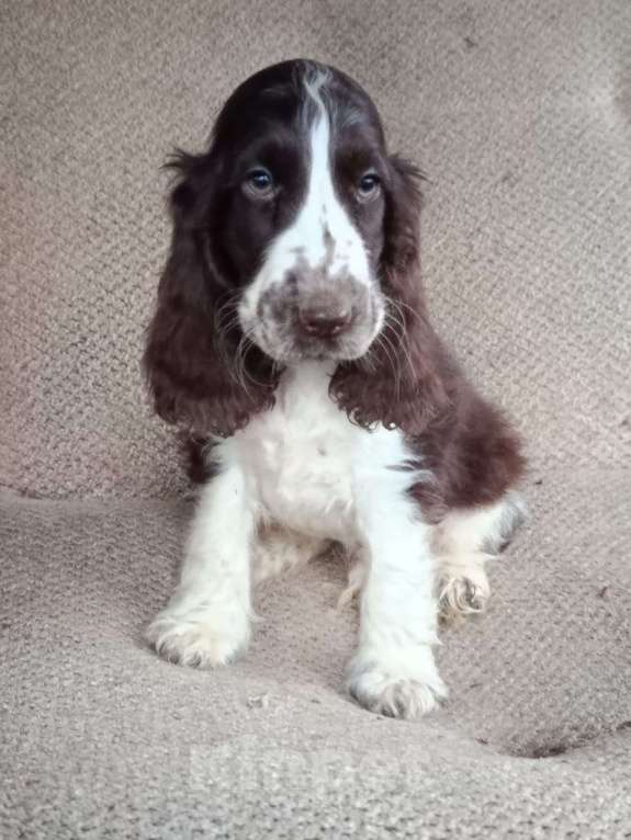 Собаки в Зеленограде: Английский кокер спаниель щенки Мальчик, 80 000 руб. - фото 1