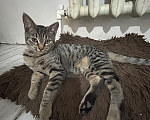 Кошки в Нальчике: В добрые руки Мальчик, Бесплатно - фото 1