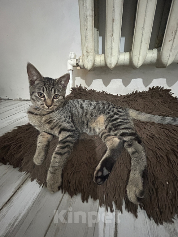 Кошки в Нальчике: В добрые руки Мальчик, Бесплатно - фото 1
