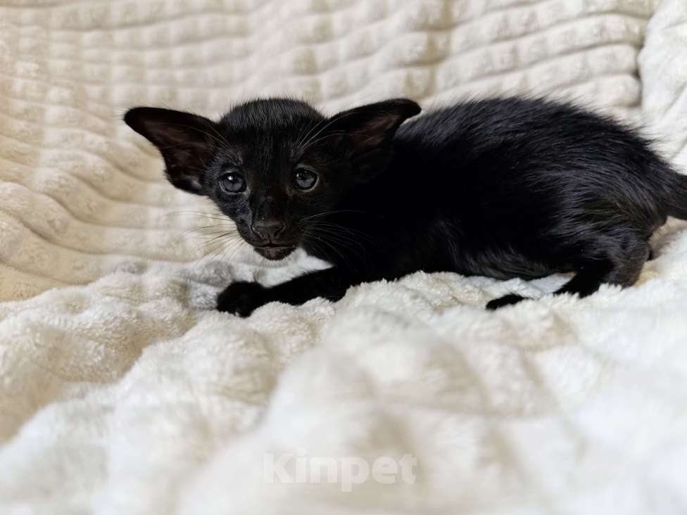 Кошки в Москве: Ориентальная девочка черная(эбони) Девочка, 65 000 руб. - фото 2