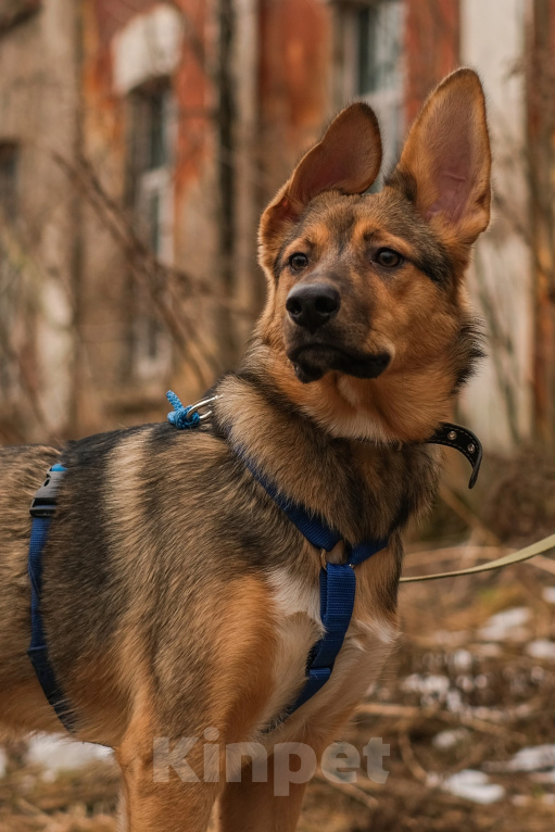 Собаки в Санкт-Петербурге: Гера из приюта в добрые руки Девочка, Бесплатно - фото 1