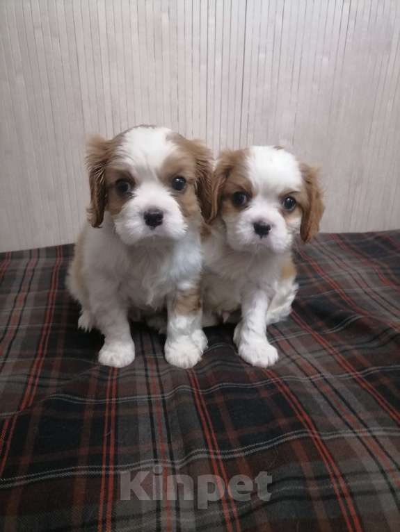 Собаки в Москве: Кавалер Кинг Чарльз спаниель 2 мес. Девочка, 80 000 руб. - фото 4