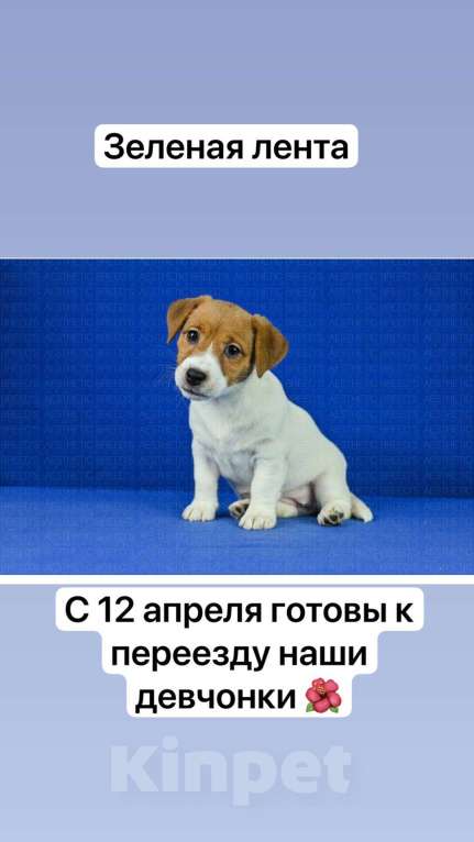 Собаки в Москве: Джек рассел Девочка, 40 000 руб. - фото 3