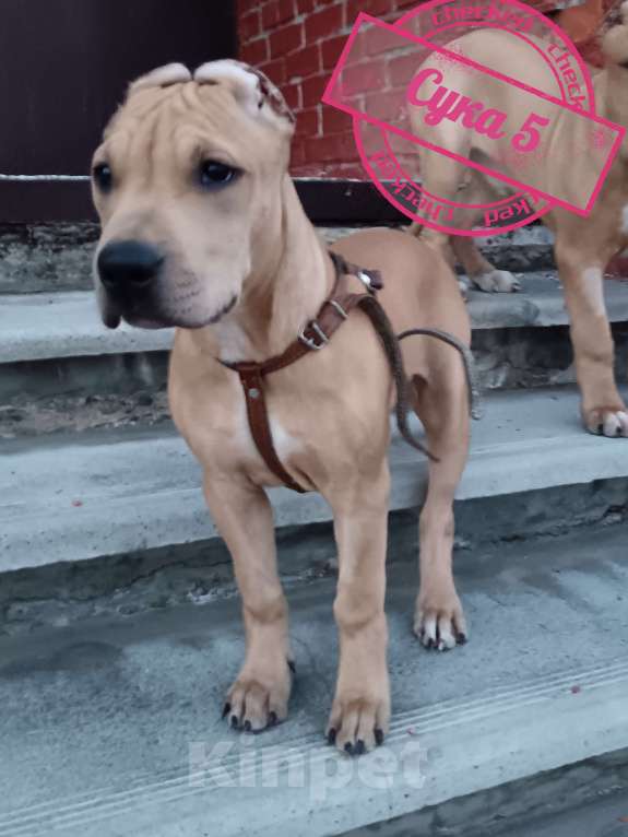 Собаки в Томске: Американский стафордширский терьер  Девочка, 40 000 руб. - фото 2