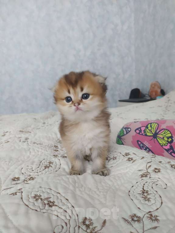 Кошки в Краснодаре: шотландская золотая шеншила Мальчик, 20 000 руб. - фото 6