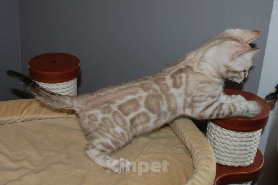 Кошки в Москве: Бенгальский котик. Мальчик, 65 000 руб. - фото 4
