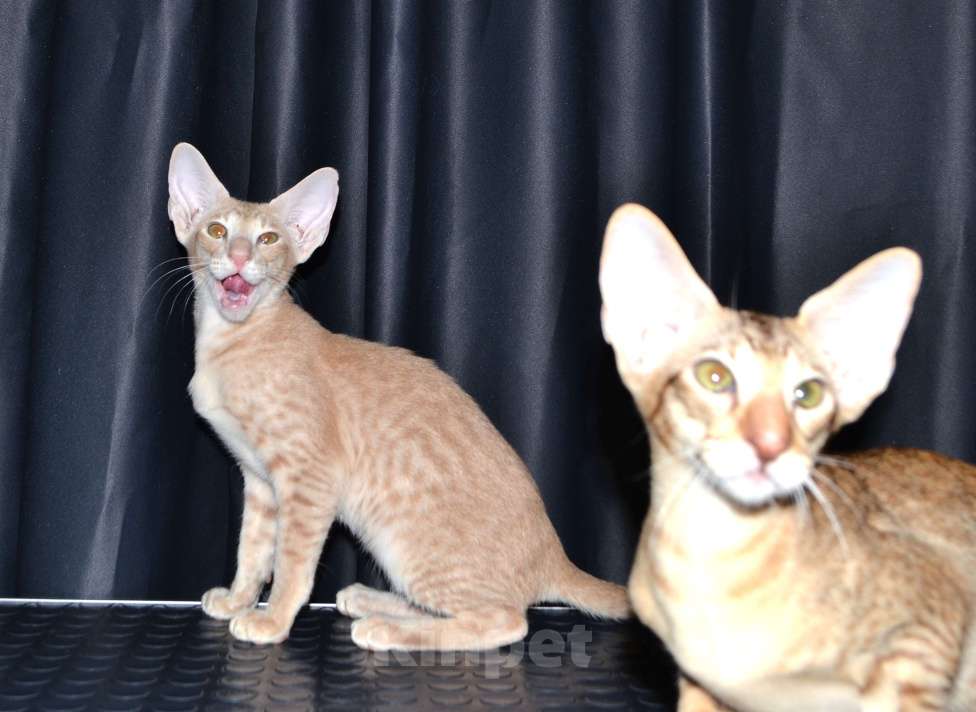 Кошки в Глазове: ориентальные котики с доками Мальчик, 50 000 руб. - фото 2