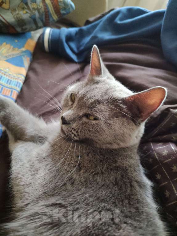 Кошки в Москве: Найдена кошка град Московский  Девочка, Бесплатно - фото 2