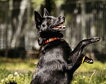 Собаки в Москве: Красивый черный мальчишка в добрые руки Мальчик, Бесплатно - фото 8