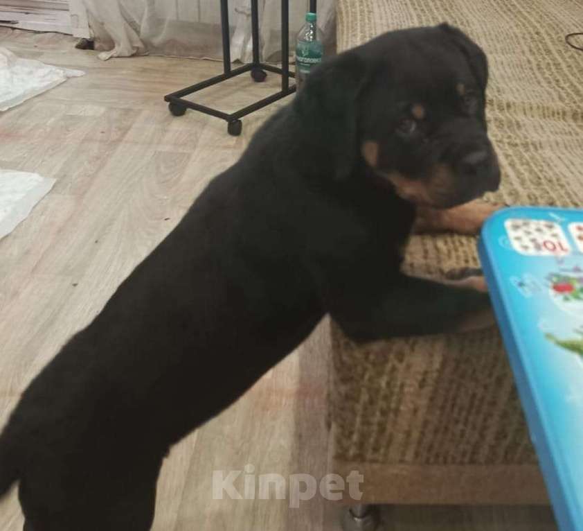 Собаки в других городах Тульской области: Щенок Ротвейлера Девочка, Бесплатно - фото 2