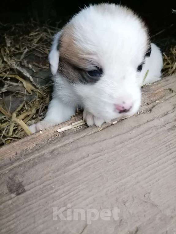 Собаки в других городах Ленинградской области: Щенок-девочка Девочка, Бесплатно - фото 3