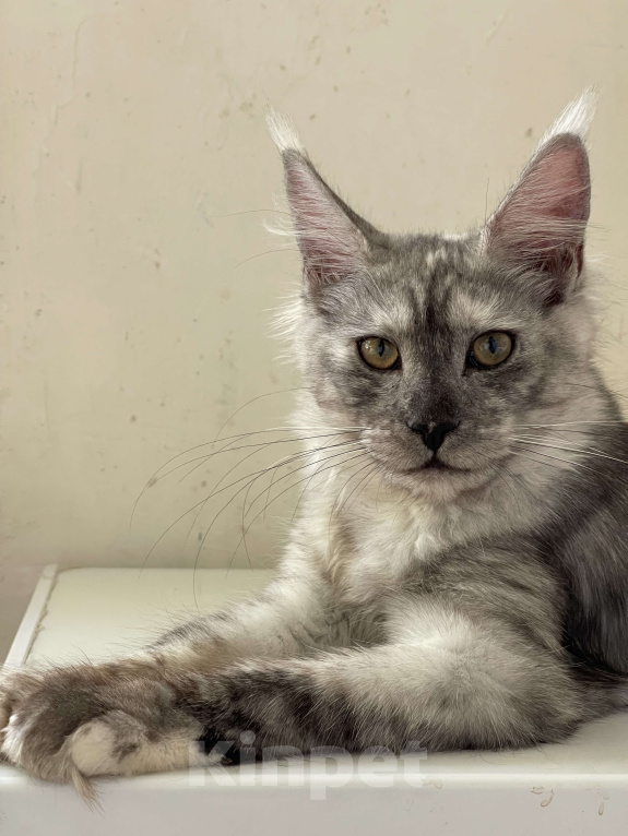 Кошки в Москве: ДЕВЧУШКА НА ВЫДАНЬЕ ИЗ ПИТОМНИКА Девочка, 60 000 руб. - фото 5