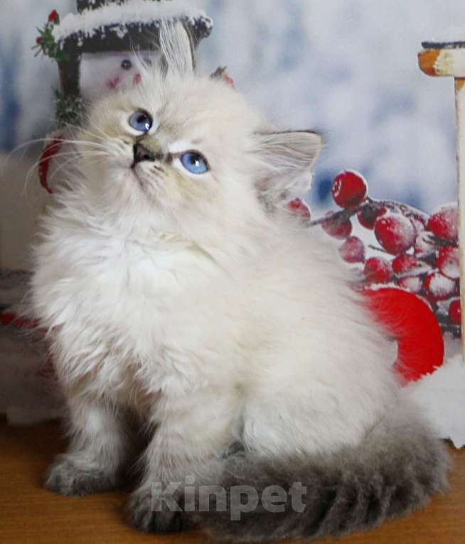 Кошки в Кирове: Роскошный котик Мальчик, 35 000 руб. - фото 2