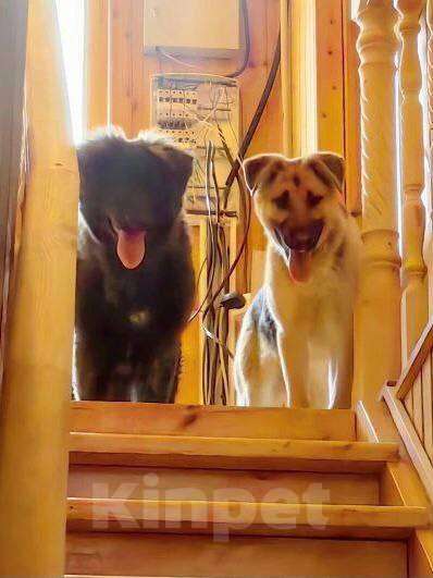 Собаки в других городах Московской области: Герда ищет дом Девочка, Бесплатно - фото 1