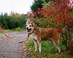Собаки в Санкт-Петербурге: Красивый активный пёс Маффин ищет дом Мальчик, Бесплатно - фото 6